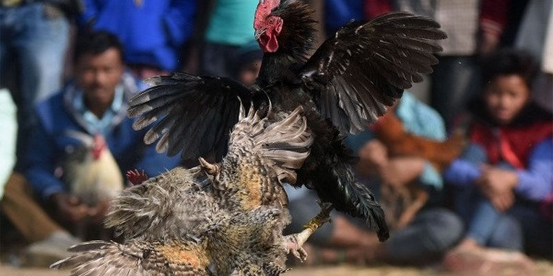 Các Tính Năng Nổi Bật Của Ws168 Đá Gà H3bet