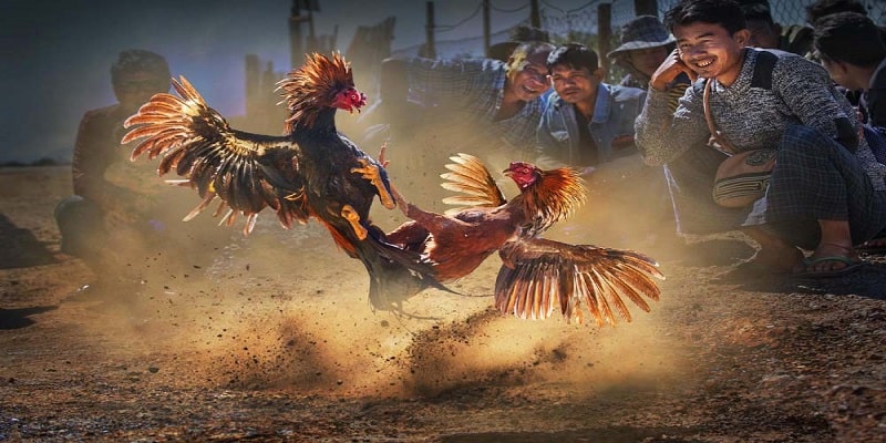 Cách Thức Tham Gia Đá Gà H3bet