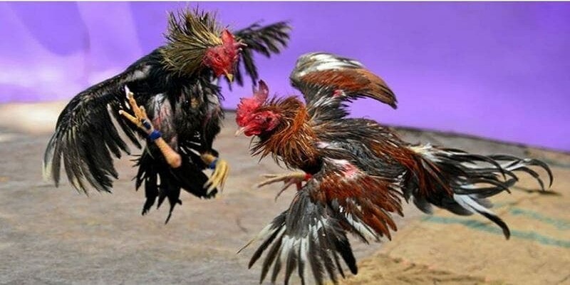 Chiến Lược Đặt Cược Hiệu Quả Tại Ws168 Đá Gà H3bet