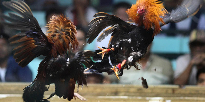 Hướng Dẫn Tham Gia Cá Cược Tại Ws168 Đá Gà H3bet