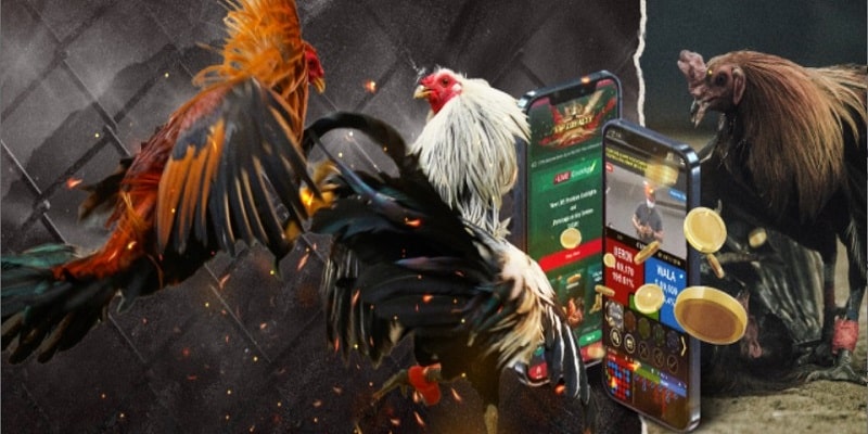 Nguồn Gốc và Lịch Sử Đá Gà H3bet